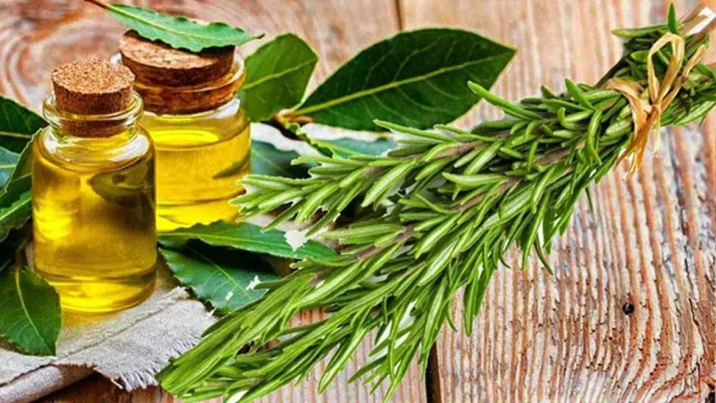 ¿Alguna vez has probado a combinar aceite de oliva, laurel y romero? El resultado es sorprendente – Mis Consejos Jardinería