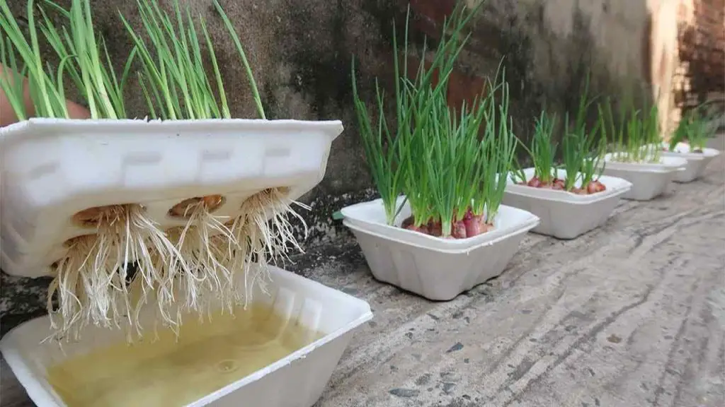 Cómo cultivar cebollas y ajos en una vieja caja de poliestireno: súper fácil – Mis Consejos Jardinería