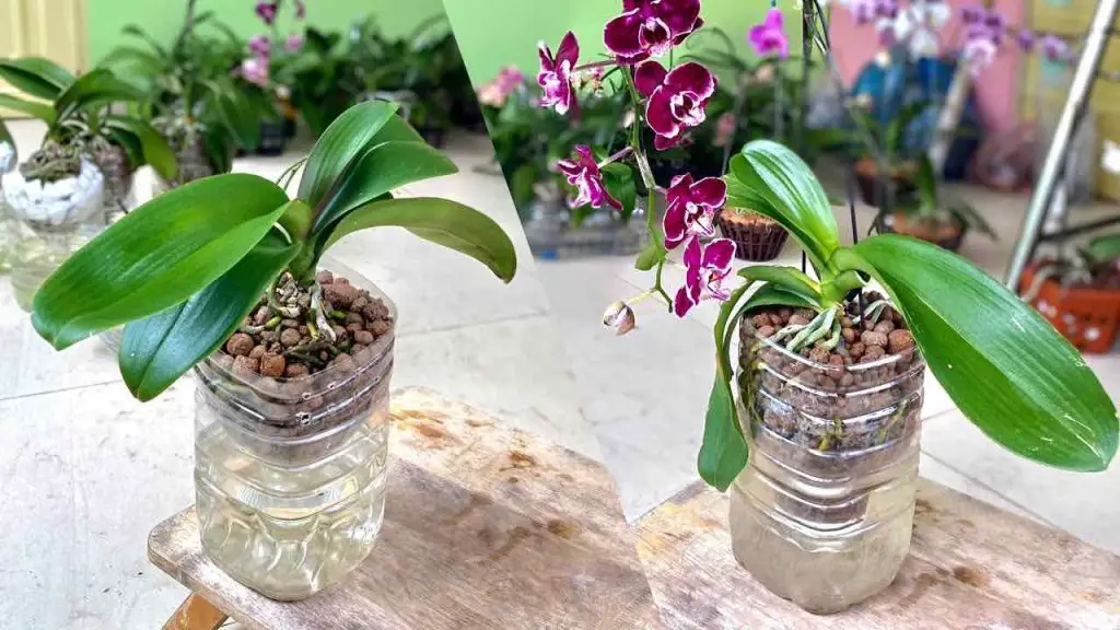 Si cultivas la orquídea así crecerá mucho más rápido y abundantemente – Mis Consejos Jardinería