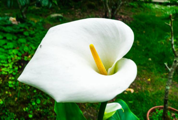 Paz Lily