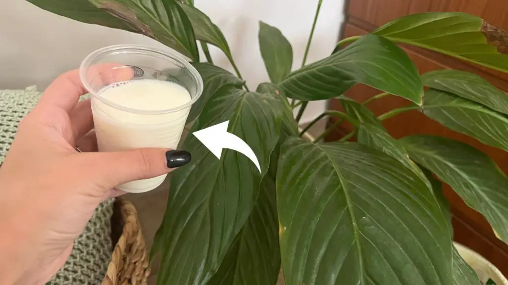 Lirio de la paz, olvida el agua: riégala con esto y dura para siempre – Mis Consejos Jardinería