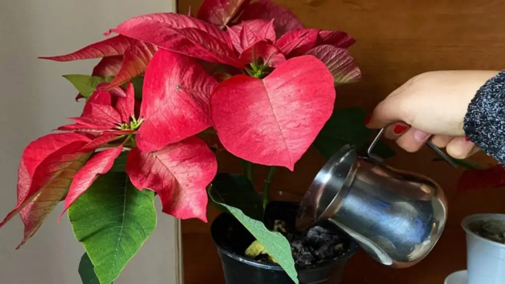 Poinsettia, esta es la única forma de regarla: nunca muere – Mis Consejos Jardinería