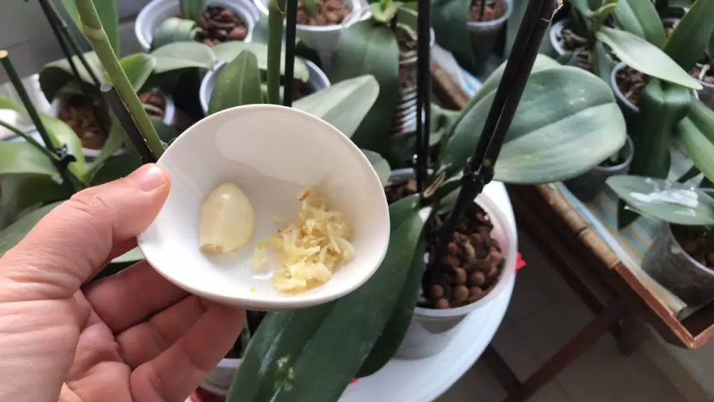 ¿Por qué los jardineros ponen un diente de ajo en las orquídeas? Misterio revelado – Mis Consejos Jardinería