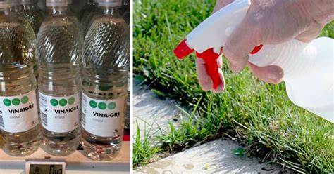 10 usos del vinagre blanco para mantener tu jardín – Mis Consejos Jardinería