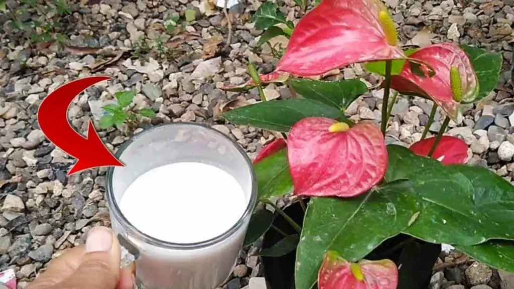 Una taza es suficiente para ti, mantendrás alejados los parásitos de tus plantas – Mis Consejos Jardinería