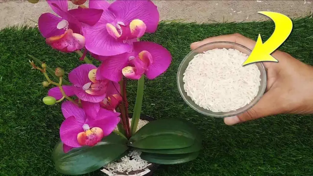 Pon un puñado en tu orquídea y crecerá hermosa y exuberante. – Mis Consejos Jardinería