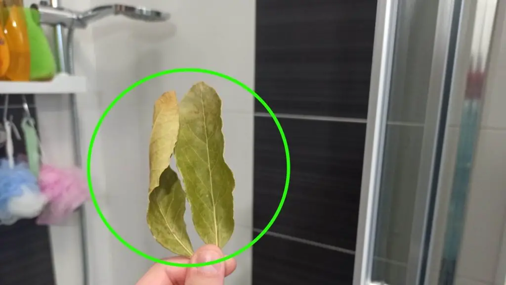 Porque hay que poner laurel en la ducha, el truquito que no te esperas – Mis Consejos Jardinería