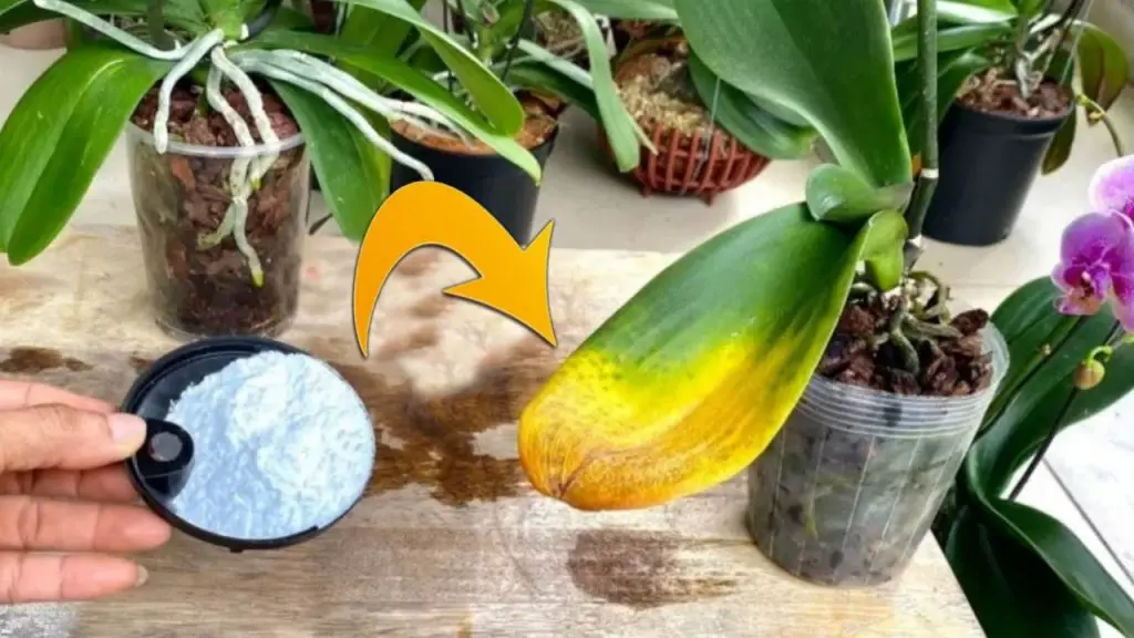 ¿Por qué deberías poner bicarbonato de sodio en las orquídeas? – Mis Consejos Jardinería
