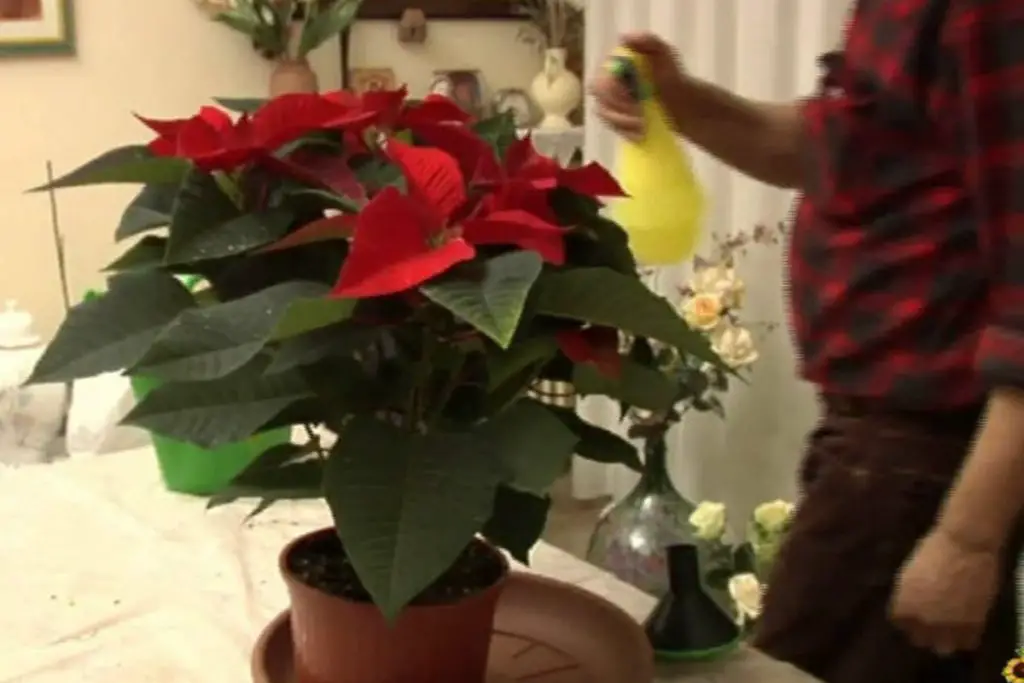 Poinsettia: descubre cómo hacer que dure hasta el próximo año – Mis Consejos Jardinería