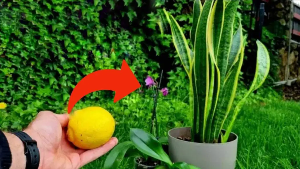 La lengua de la suegra prospera, con este ingrediente natural nunca morirá – Mis Consejos Jardinería