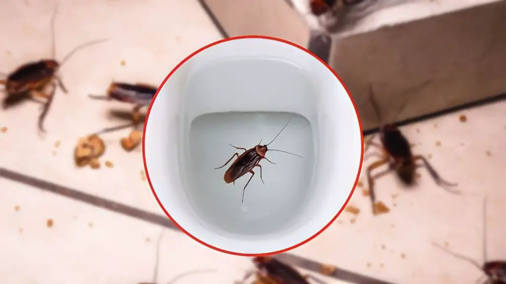 Cucarachas en casa, salen del váter: cómo hacer que desaparezcan en menos de 24 horas – Mis Consejos Jardinería