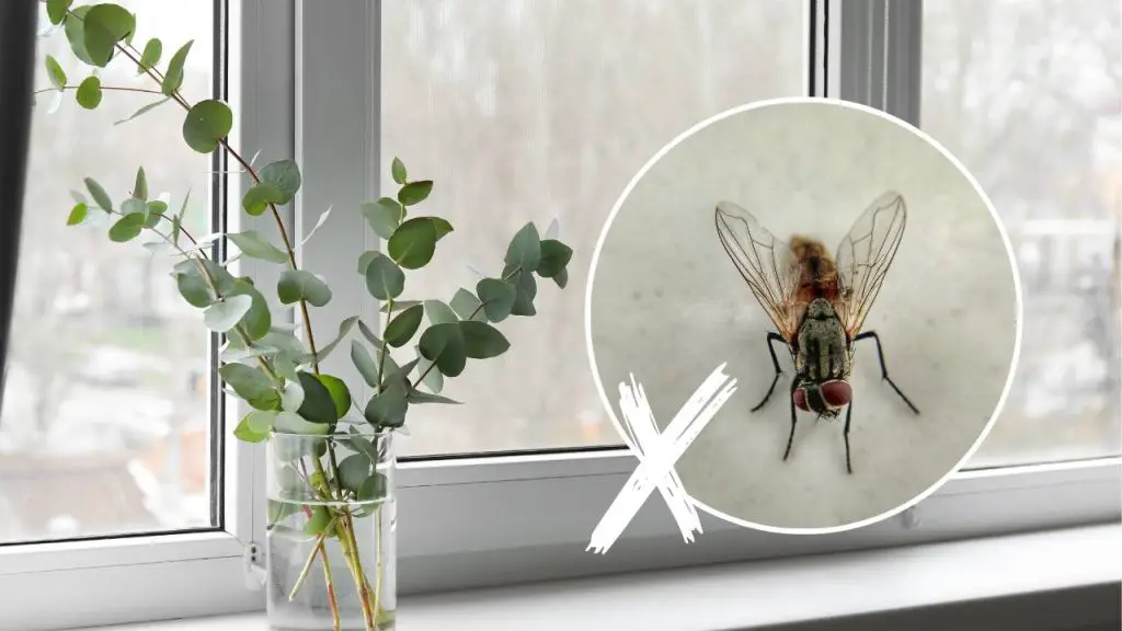 Casa invadida por moscas: con estas plantas no volverás a ver ni una mosca – Mis Consejos Jardinería