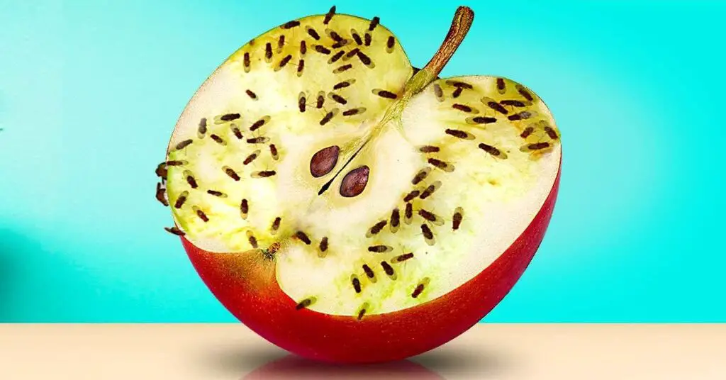 Deshazte de las moscas de la fruta con un truco eficaz: desaparecerán para siempre – Mis Consejos Jardinería