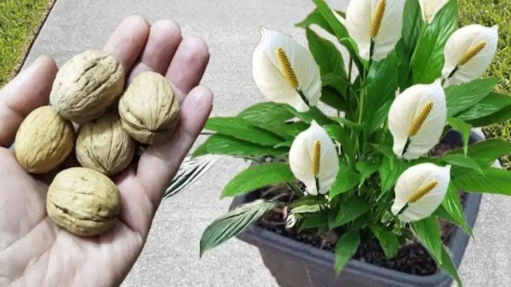 No las tires, son oro para el crecimiento de tus plantas: florecerán en poco tiempo – Mis Consejos Jardinería