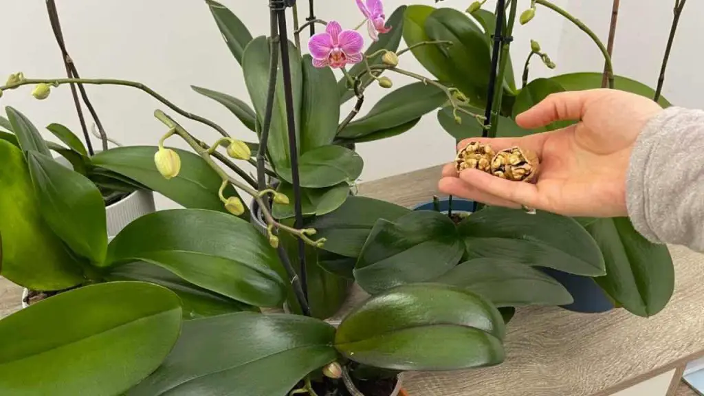 Orquídea, con esta solución natural tendrás flores sanas y abundantes – Mis Consejos Jardinería