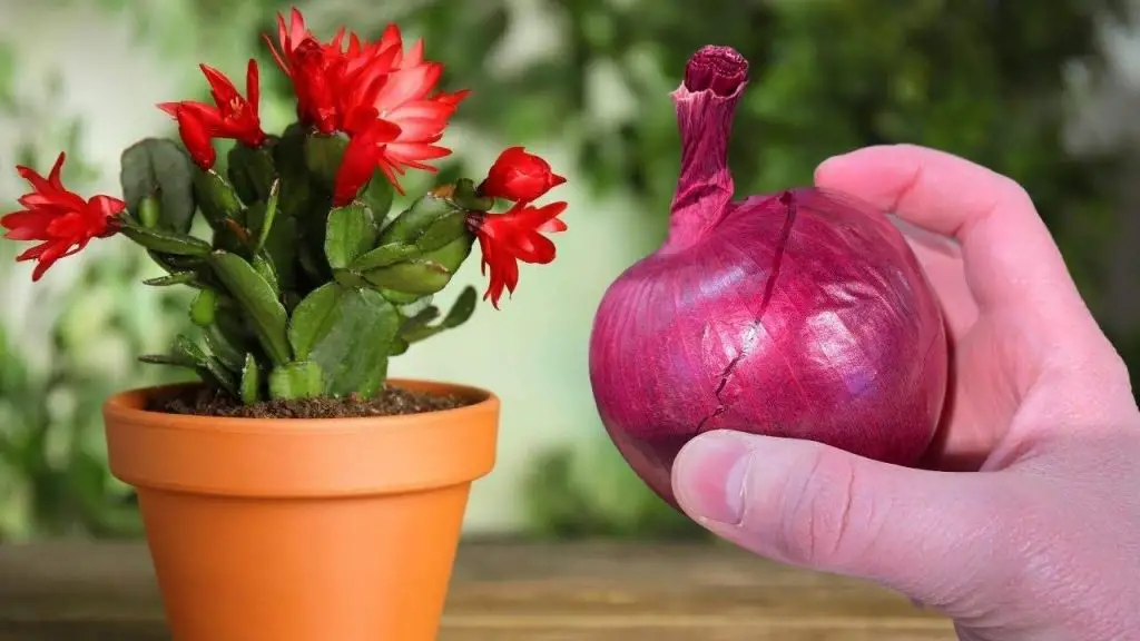 Pon una gota en todas las flores que tengas para una floración saludable y exuberante – Mis Consejos Jardinería