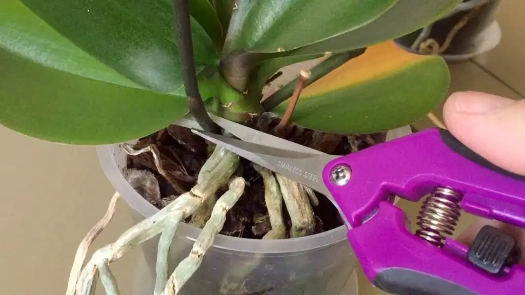¿Cómo salvar una orquídea moribunda? Ella puede ser devuelta a la vida en 5 minutos. – Mis Consejos Jardinería