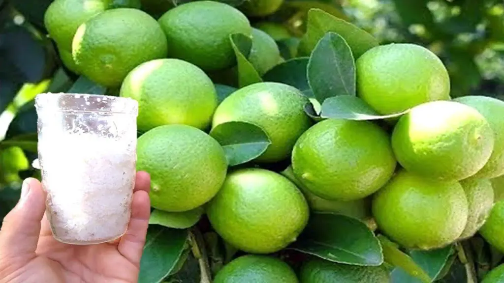 vierte arroz en las plantas:  Los vecinos se morirán de envidia – Mis Consejos Jardinería
