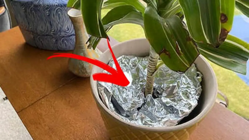 Por qué deberías poner papel de aluminio en tus plantas – Mis Consejos Jardinería