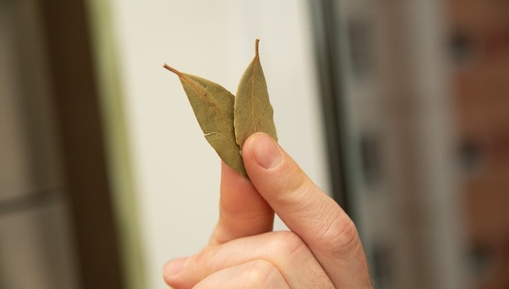 Dedos con hojas de laurel