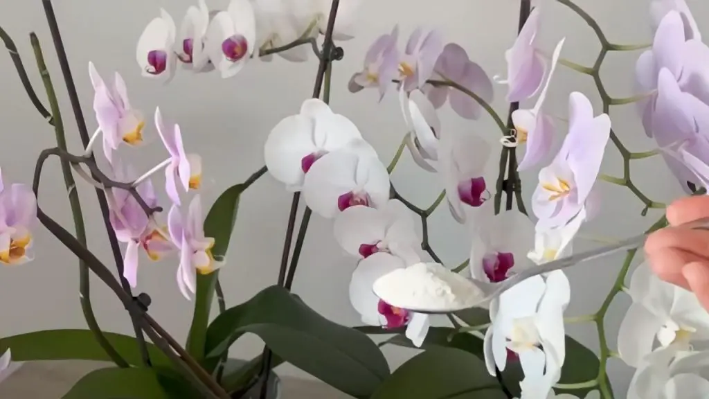 Raíces sanas y flores abundantes, el secreto es darle a tus orquídeas esta – Mis Consejos Jardinería