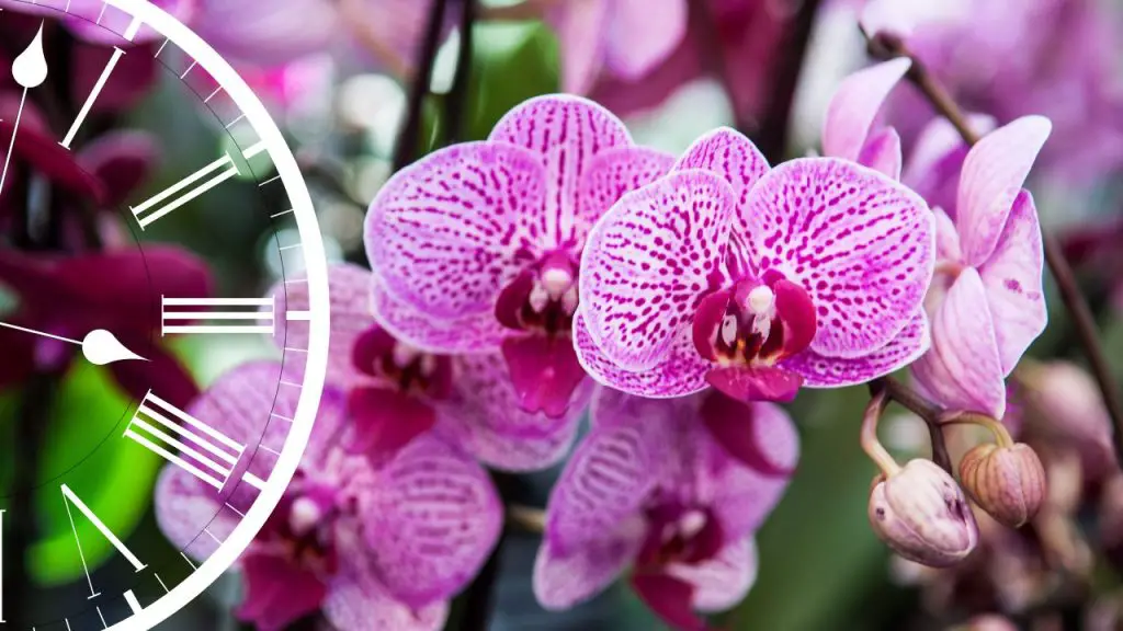 Orquídea, solo si la riegas en este momento será hermosa y exuberante – Mis Consejos Jardinería