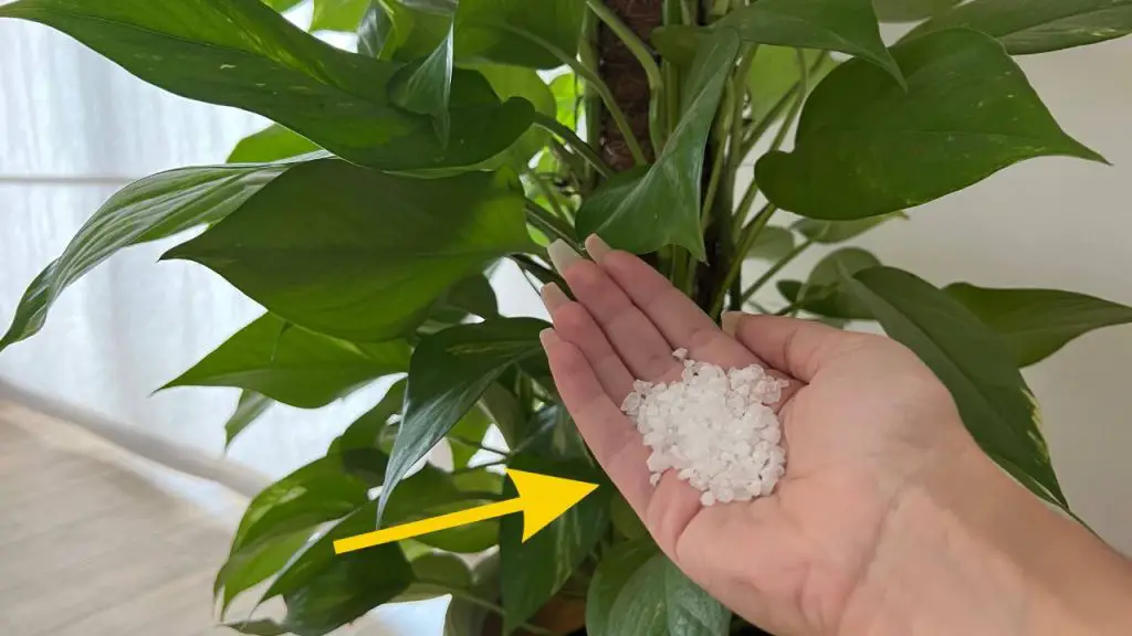Sal en las plantas, los jardineros también lo hacen: todo el barrio querrá saber el secreto – Mis Consejos Jardinería