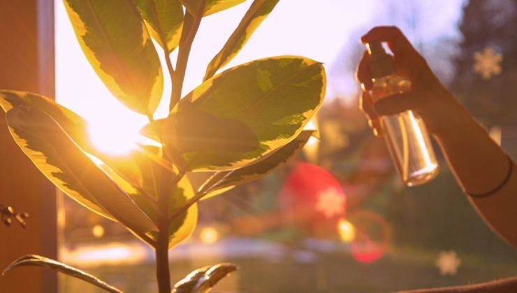 peróxido de hidrógeno en las plantas
