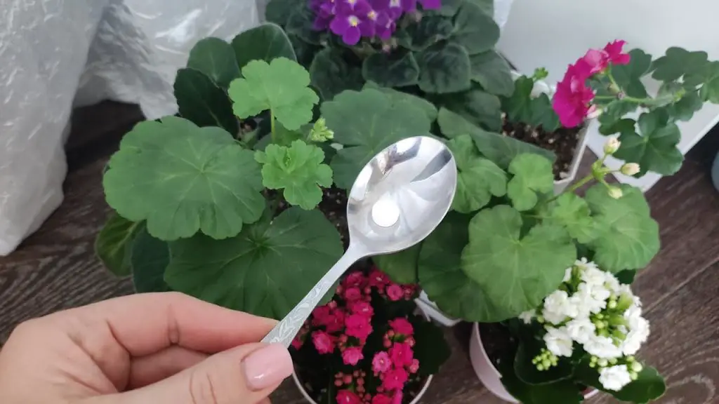 Pon una gota de esto en cada planta y vivirán para siempre. – Mis Consejos Jardinería