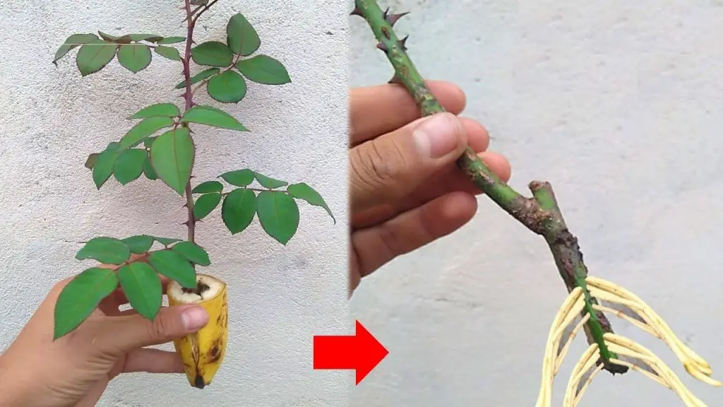 ¿Cómo cultivar rosas de un solo tallo? – Mis Consejos Jardinería