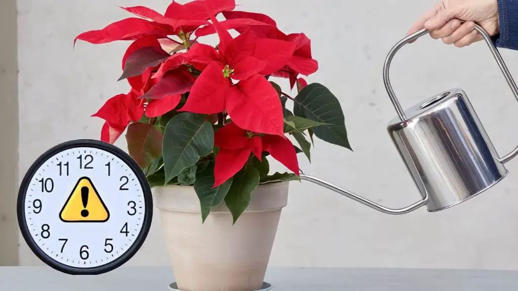 Poinsettia, nunca la riegues en este momento: si lo haces se pudre a los 4 días – Mis Consejos Jardinería