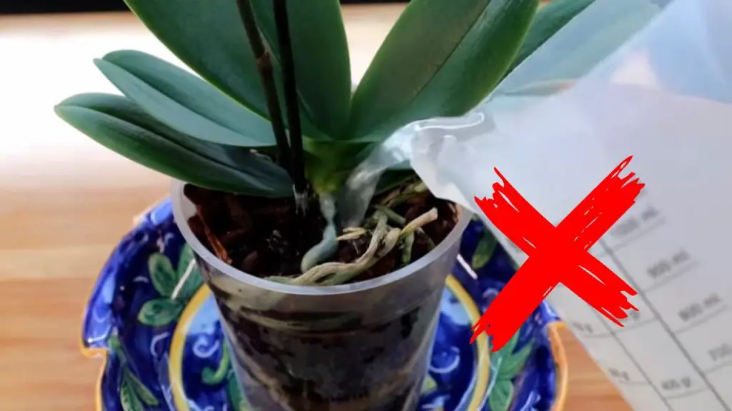 Orquídeas, olvídate del agua: riégalas con esto y siempre estarán fuertes – Mis Consejos Jardinería