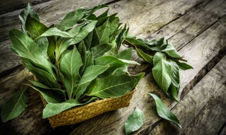 hojas de laurel