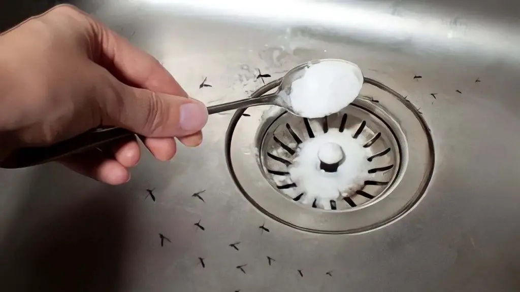 Mosquitos en casa, cómo sacarlos inmediatamente: entran aquí mismo – Mis Consejos Jardinería