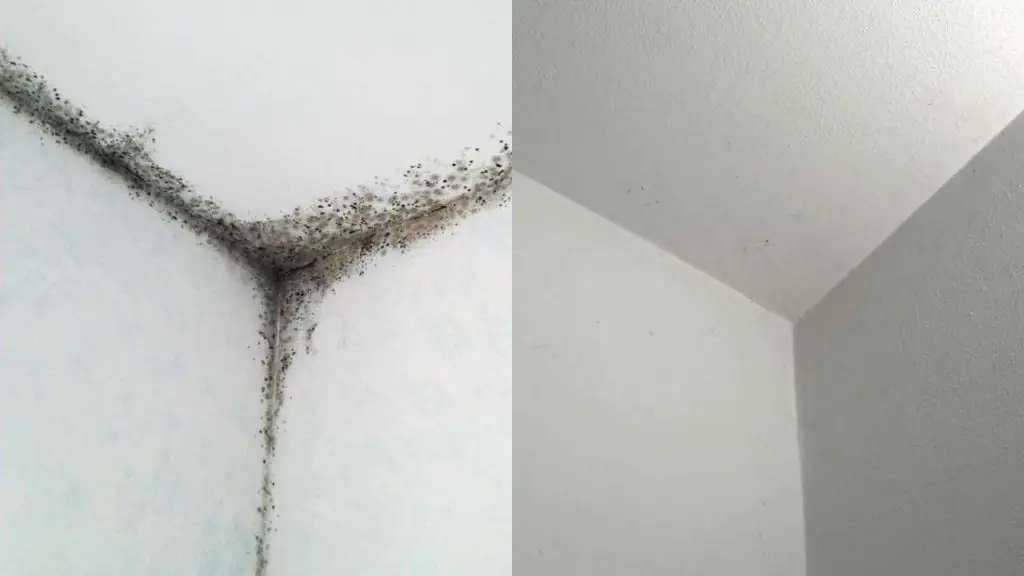 Moho en las esquinas de tu baño, este remedio solucionará el problema para siempre – Mis Consejos Jardinería