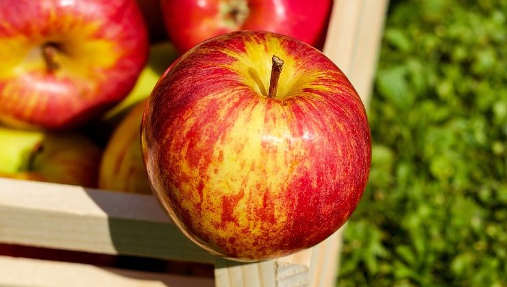 manzana en el horno