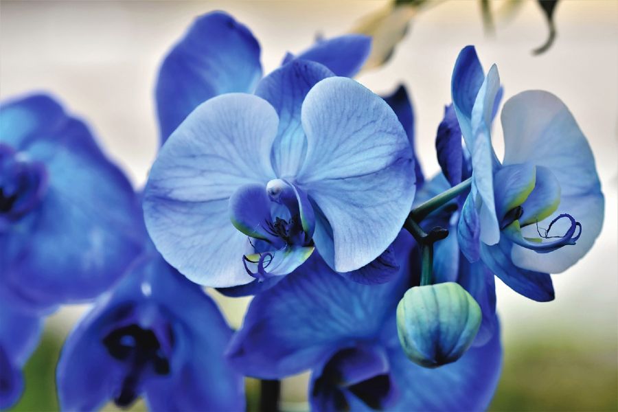 Orquídea azul