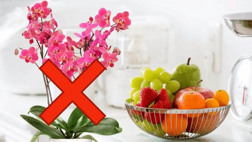Nunca pongas una cesta de frutas al lado de la orquídea: el motivo es muy grave – Mis Consejos Jardinería