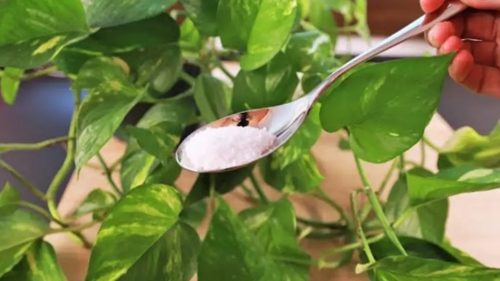 1 pizca es suficiente en plantas: floración abundante y duradera – Mis Consejos Jardinería