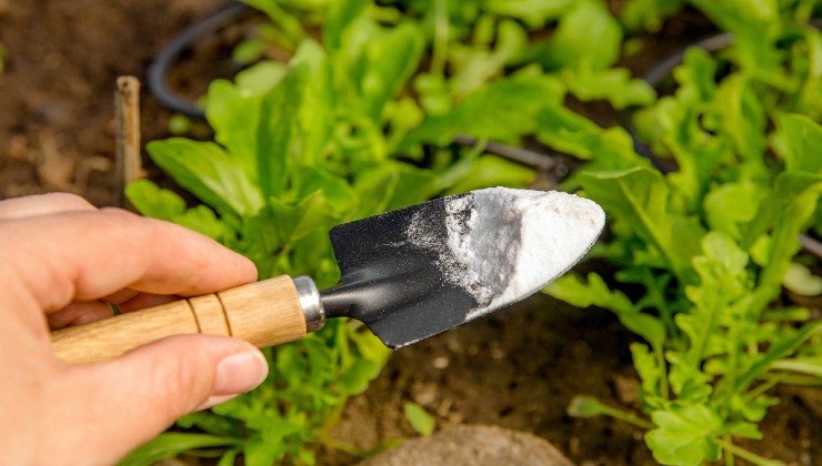 bicarbonato de sodio en las plantas
