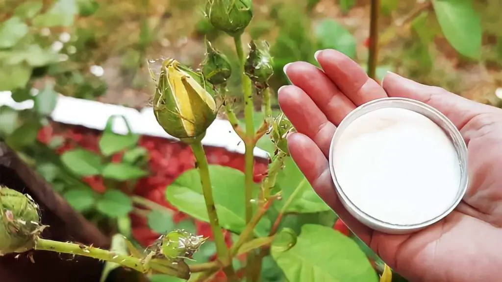 Cómo mantener las plagas alejadas de las plantas, 1 pizca de esto y no las volverás a ver – Mis Consejos Jardinería