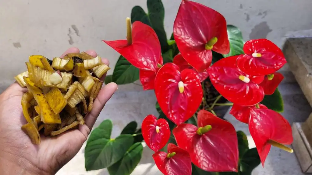 Florece siempre el anturio con este poderoso fertilizante natural – Mis Consejos Jardinería