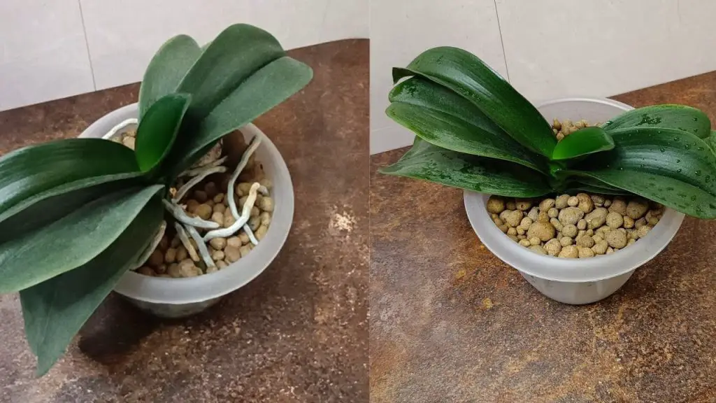¿Cómo mantener las orquídeas en septiembre para prepararlas para el invierno? 4 consejos de floristas – Mis Consejos Jardinería