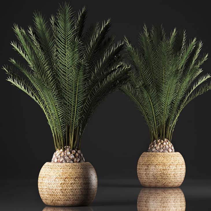 palmeras