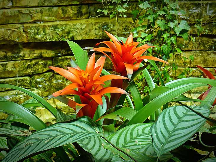 bromelia