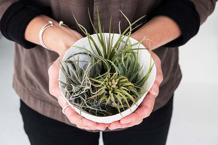 tillandsia