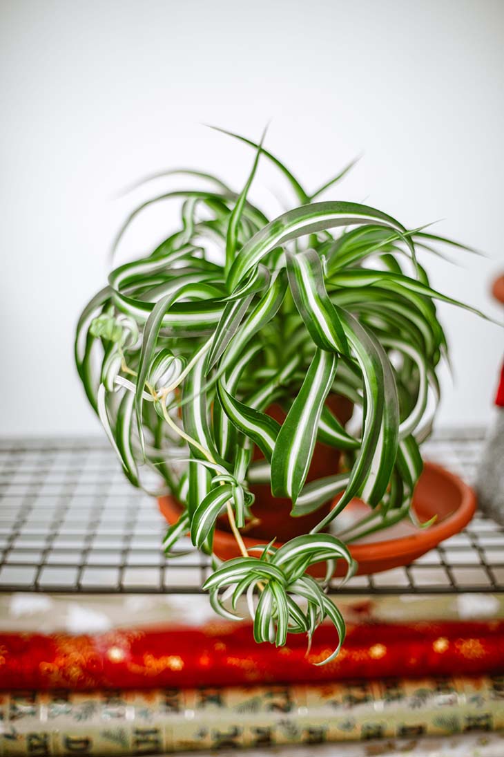 Planta araña
