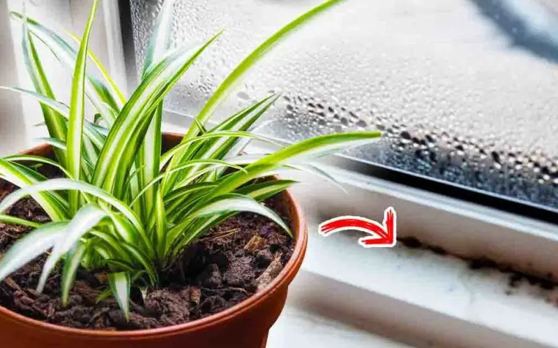 Las 7 mejores plantas antihumedad contra el moho y los malos olores – Mis Consejos Jardinería