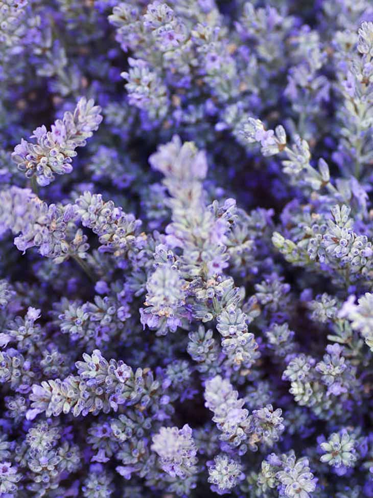 campos de lavanda
