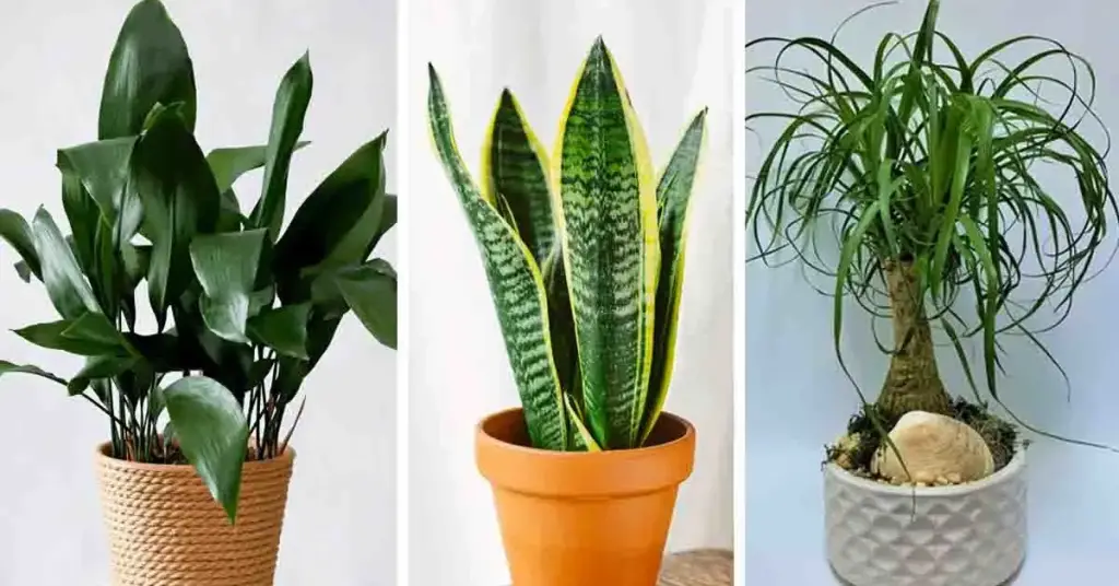 3 bonitas plantas de interior que requieren poca agua y poco mantenimiento – Mis Consejos Jardinería